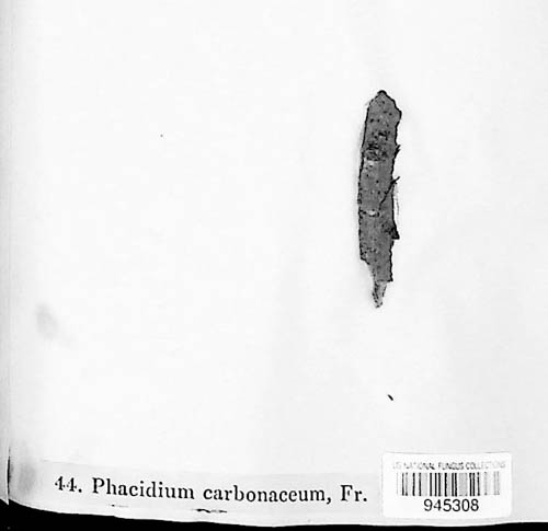 Phacidium carbonaceum image
